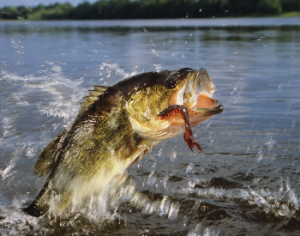 Largemouth bass jumping out of water on Lake Norman