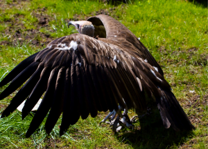 bird of prey with wings spread out wide