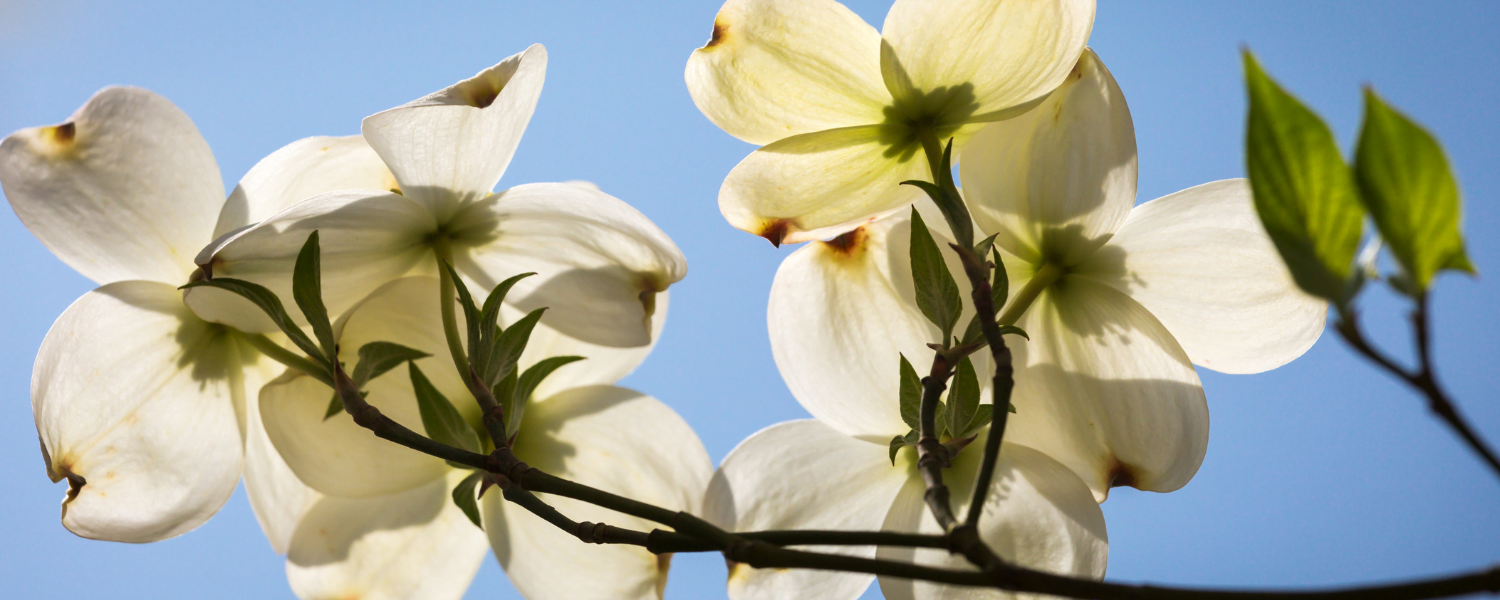 dogwood bloom