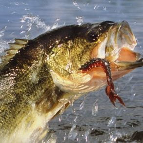 bass jumping out of water with lure in its mouth