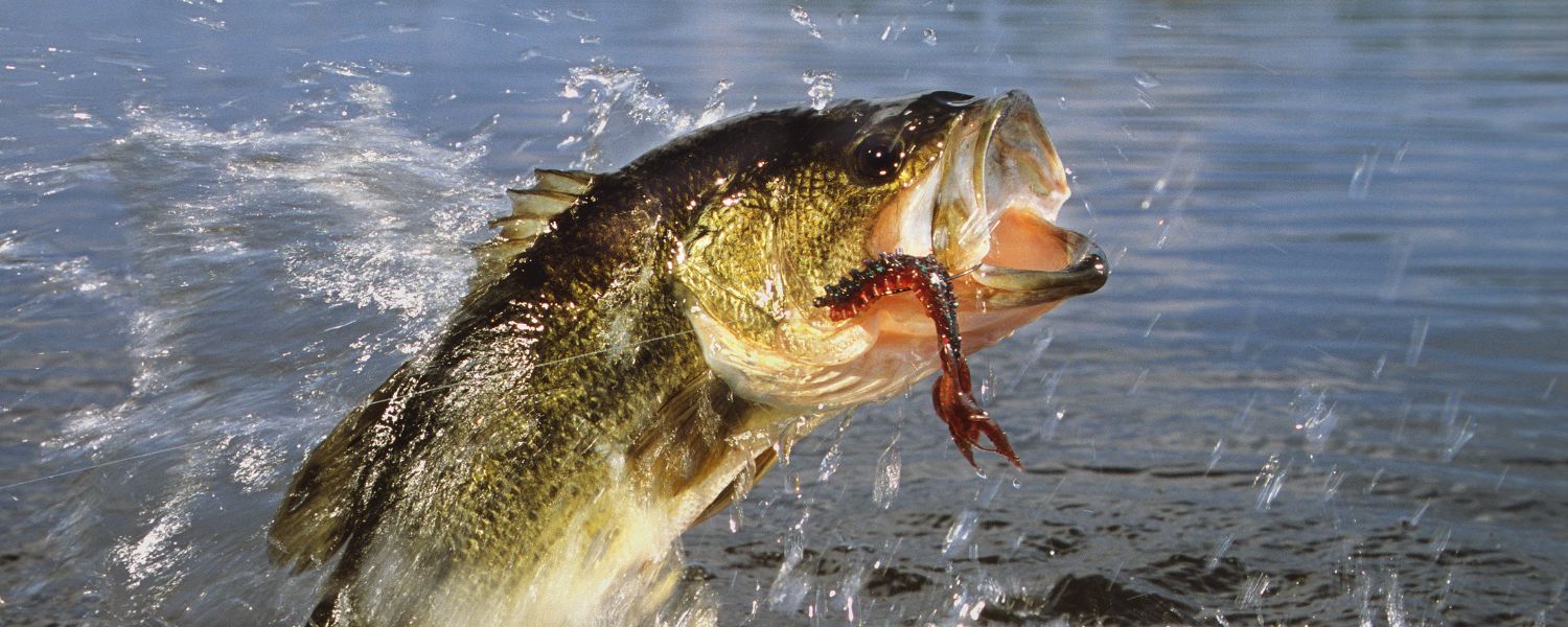 bass jumping out of water with lure in its mouth