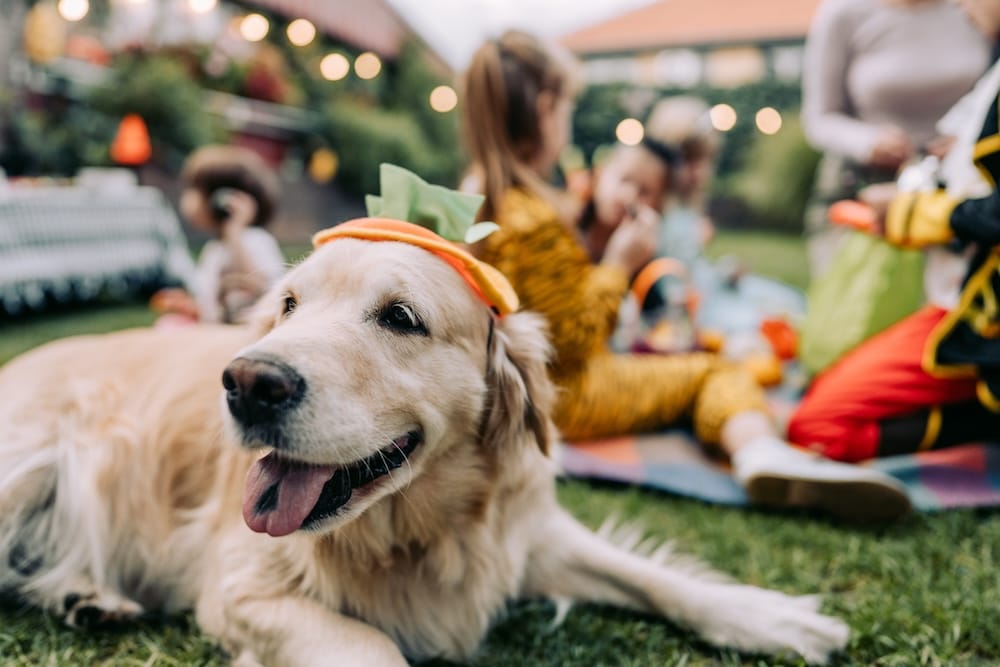golden retriever wearing a pumpkin hat at an outdoor fall festival event